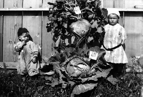 The Auckland truck farm, Magnolia's very own local produce,was famous for  its huge and beautiful produce. In this picture the young ones of the family  are even a bit fearful of such beets and cabbages!  Courtesy Bett Samuelson. Circa 1925.